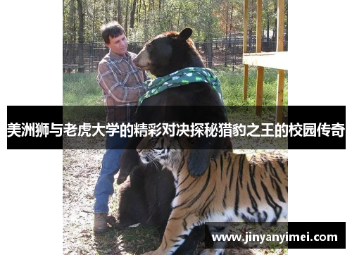 美洲狮与老虎大学的精彩对决探秘猎豹之王的校园传奇